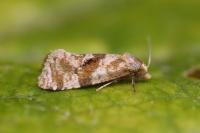Gynnidomorpha vectisana