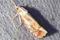 Rhyacionia buoliana