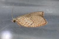Acleris forsskaleana
