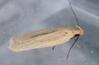 Agonopterix pallorella