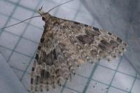 Alucita hexadactyla