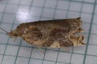 Archips xylosteana