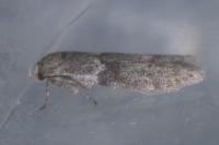 Blastobasis