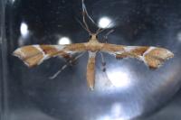 Cnaemidophorus rhododactylus