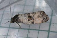 Cochylichroa atricapitana