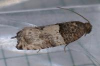 Gypsonoma aceriana