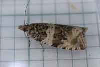 Orthotaenia undulana