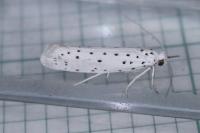 Yponomeuta
