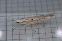 Ypsolopha nemorella