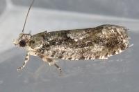 Zeiraphera isertana