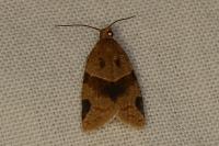 Clepsis peritana