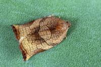 Archips podana