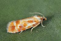 Rhyacionia buoliana