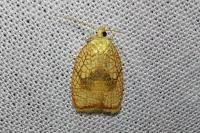Acleris forsskaleana