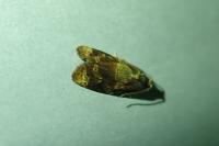 Ditula angustiorana