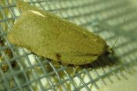 Lozotaenia forsterana