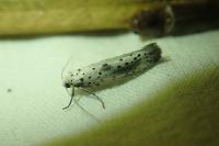 Yponomeuta irrorella