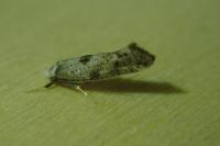 Paraswammerdamia albicapitella
