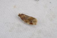 Archips xylosteana