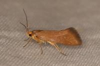 Crassa unitella