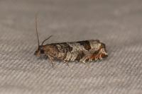 Ancylis achatana
