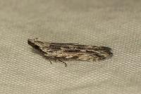Anarsia innoxiella