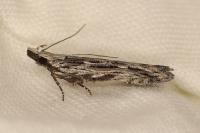 Anarsia innoxiella
