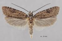 Exaeretia lutosella