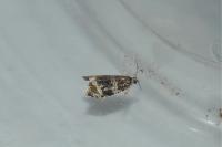 Celypha lacunana