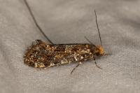 Triaxomera parasitella