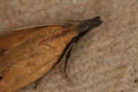 Dichomeris limosella