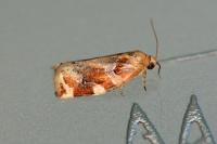 Archips xylosteana