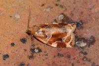 Archips xylosteana