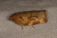 Archips xylosteana