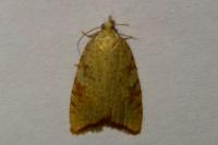 Aleimma loeflingiana