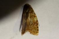 Aleimma loeflingiana