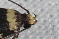 Oegoconia