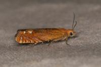 Lathronympha strigana