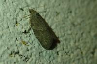 Cnephasia