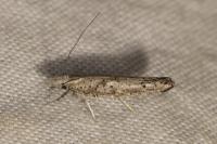 Paradoxus osyridellus