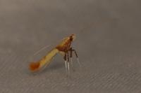 Caloptilia hemidactylella
