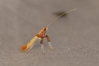 Caloptilia hemidactylella
