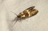 Dasycera oliviella