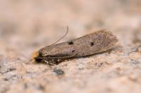 Tinea trinotella