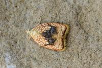 Acleris forsskaleana