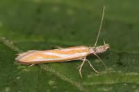 Pleurota honorella