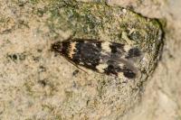 Oegoconia
