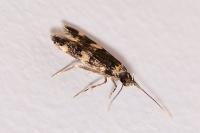 Oegoconia