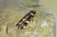 Oegoconia