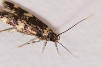 Oegoconia